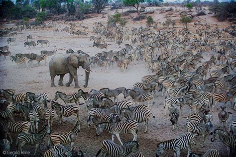  The Great Zebra Migration ja Kultakuumeen Tähdennousu Muuttuivat Etelä-Afrikan Maisemaa 400-Luvussa